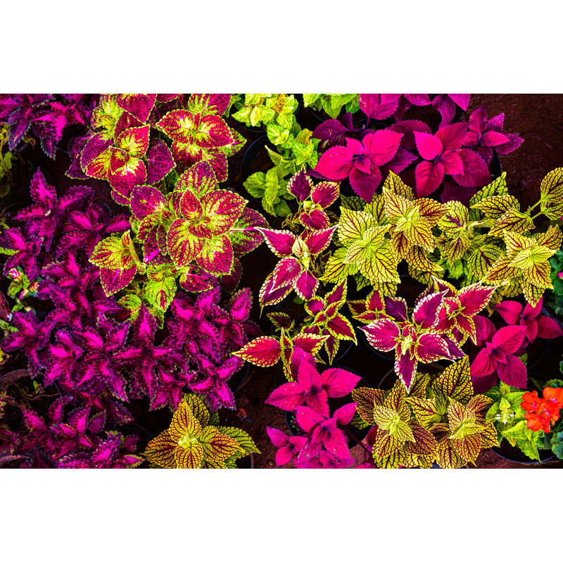 Coleus Leaves with Borders - Photographie sur toile tendue, H 32 po x l 48 po