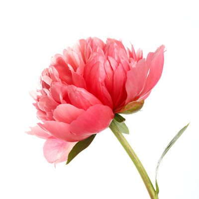 Orason Peonies Flower - Wrapped Canvas Print