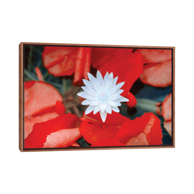 Red Dahlia Flower 1 Piece Floater Frame Wall Art on Canvas