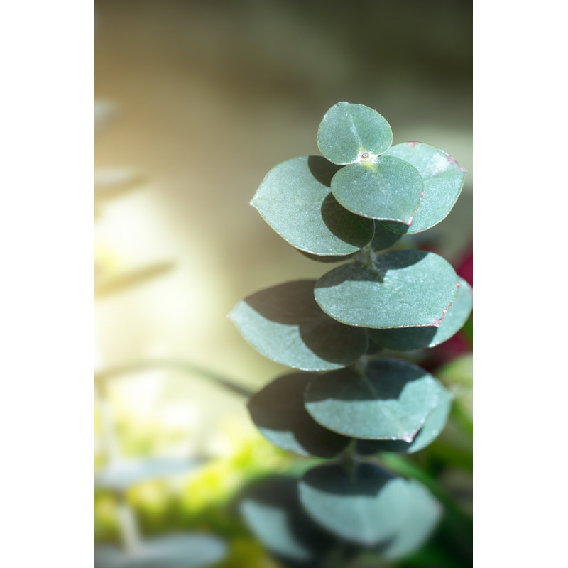 Fresh Eucalyptus Plant by Gregory_Dubus, 36" H x 24" W