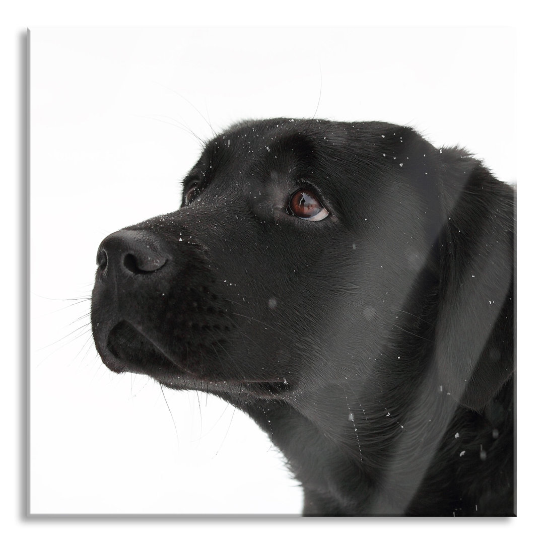 Glasbild Schwarzer Labrador im Schnee