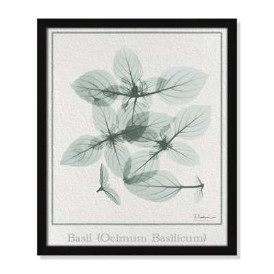 Jeanette "Basil Ocimum Basilicum" Painting