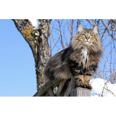 Norwegian Forest Cat 1 Piece Wrapped Canvas Wall Art