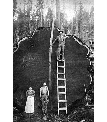 " Giant Sequoia Log "