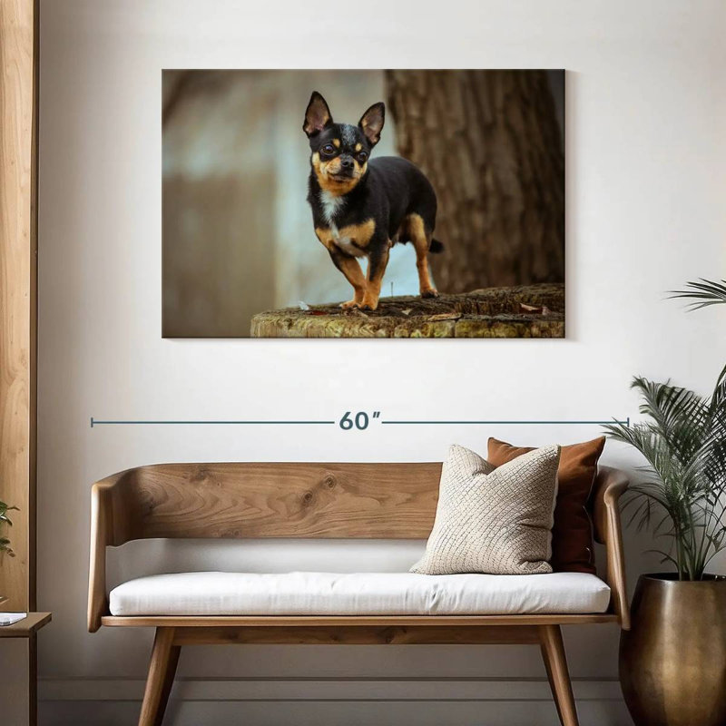 Tri Chihuahua, H 30 po x l 45 po