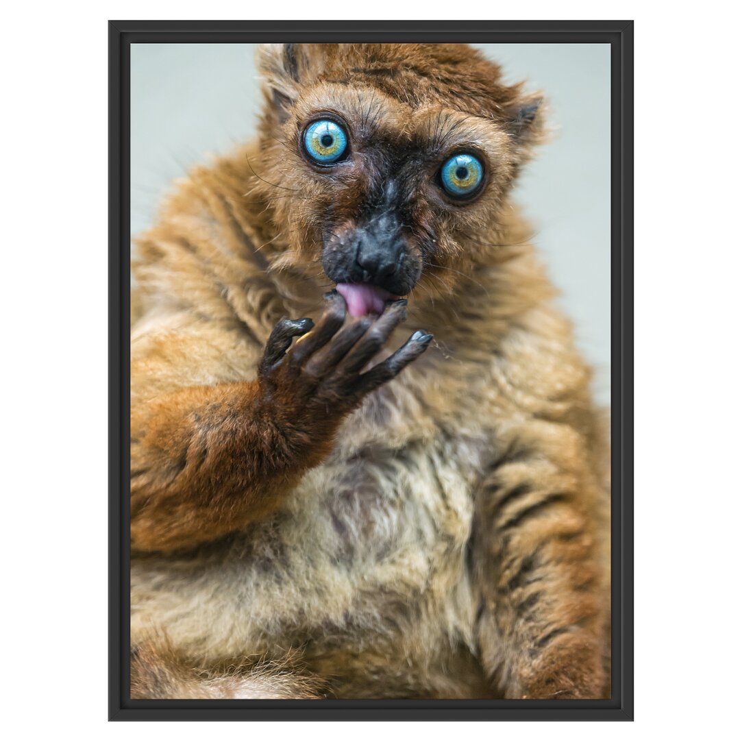 Blauäugiger Lemur Gerahmter Kunstdruck