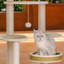 Arbre à chat 5 niveaux avec condons, perchoir, griffoirs