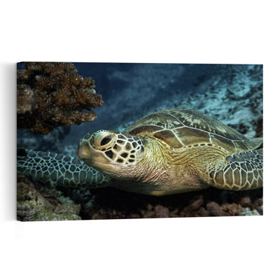 Serene Sea Turtle Peaceful Serene Vibrant Turtle Nature Ocean Wall Art Print