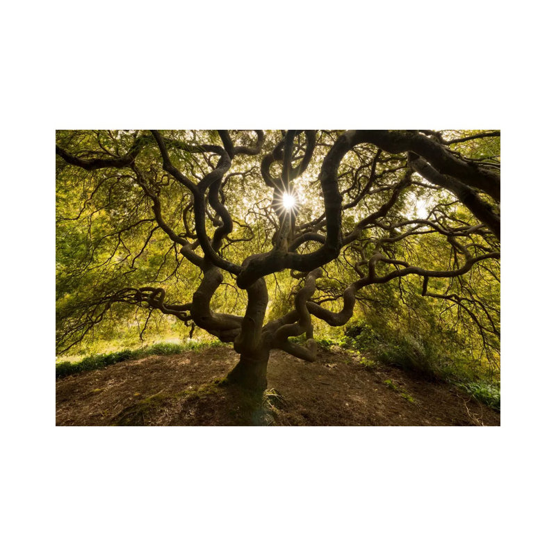 Tentacles And Sun, Seattle, Washington II by Jim Nilsen - Wrapped Canvas Gallery-Wrapped Canvas Giclée