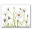 « cape marguerites »-impression sur toile tendue-29675103