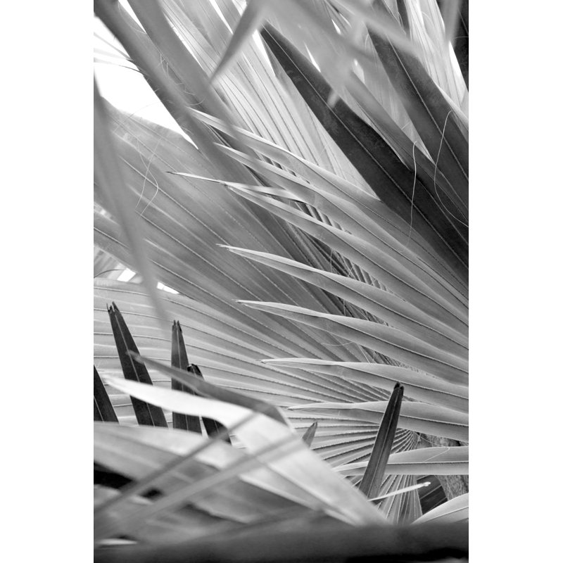 Monochrome Image Of Dramatic by Holcy - Wrapped Canvas Print, 46cm H x 30cm W