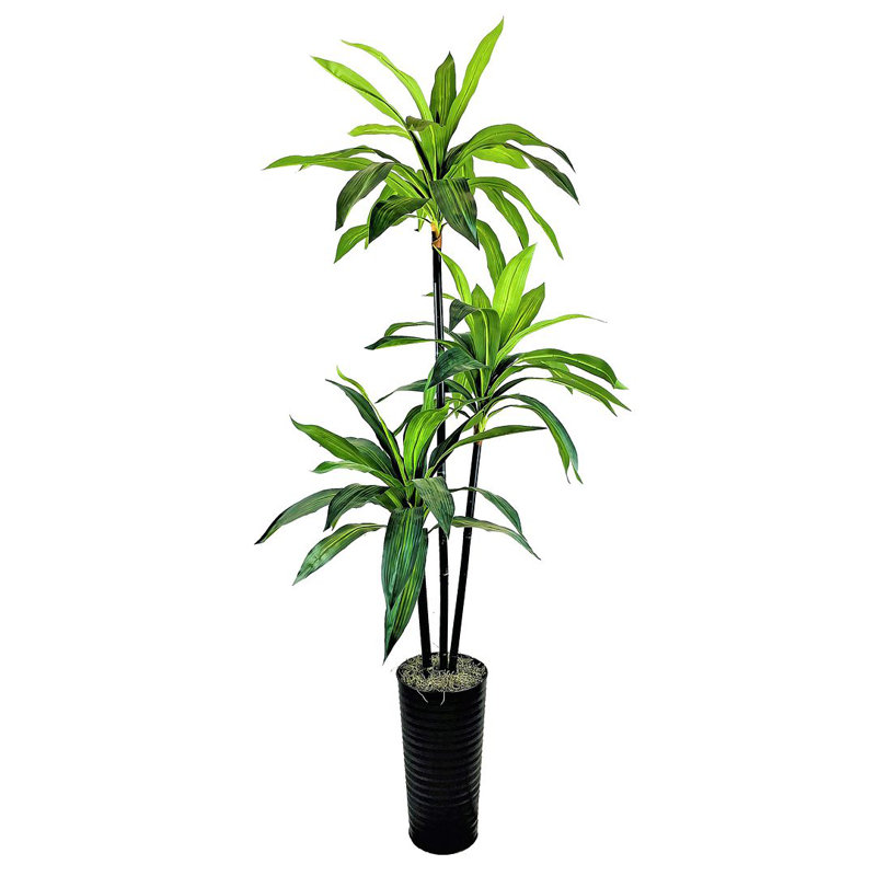 Contenant en métal noir 6 pi x 3 po Dracaena