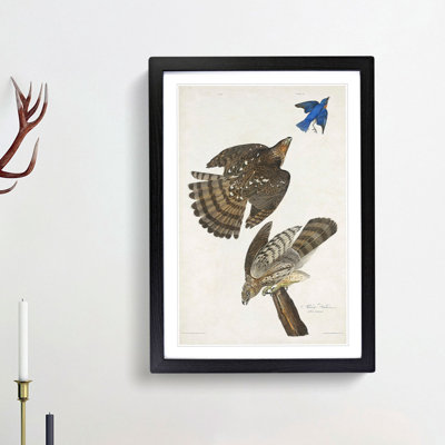 Stanley Hawks by John James Audubon - Framed Print