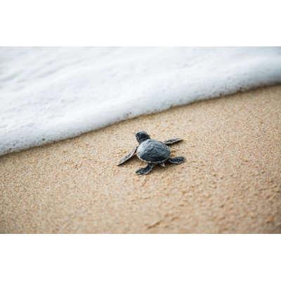 New Born Sea Turtle by Andrey Danilovich - No Frame Print on Canvas