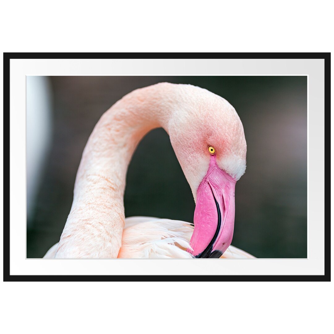 Gerahmtes Poster Flamingo beim Putzen