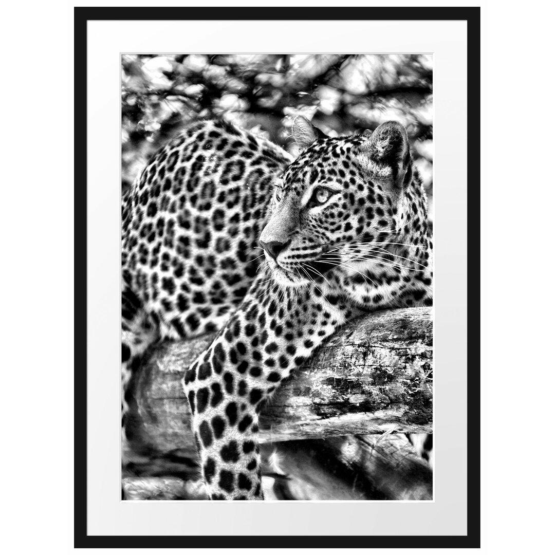 Gerahmtes Poster Leopard auf Ast