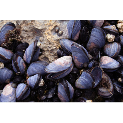 " Mussels Closeup " by Jprescott