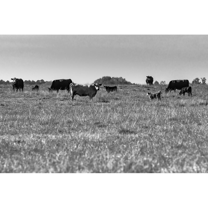 Willian Cows In Pasture - Wrapped Canvas Print, 20cm H x 30cm W x 3.8cm D