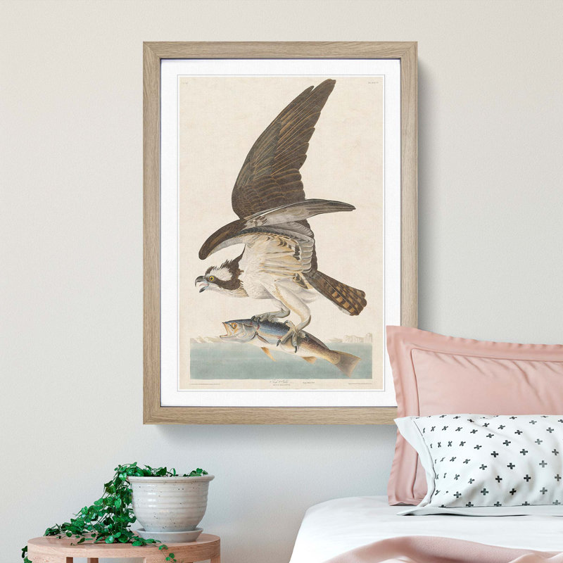 Osprey by John Audubon - Picture Frame Painting Print, 65cm H x 48cm W x 2cm D, Oak Framed