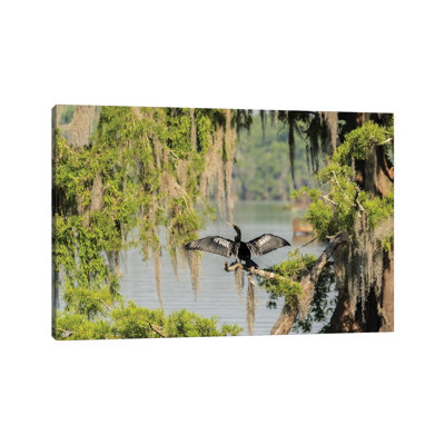 États-Unis, Louisiane, lac Martin. Anhinga Drying Its Wings par Jaynes Gallery - photographie sur toile tendue