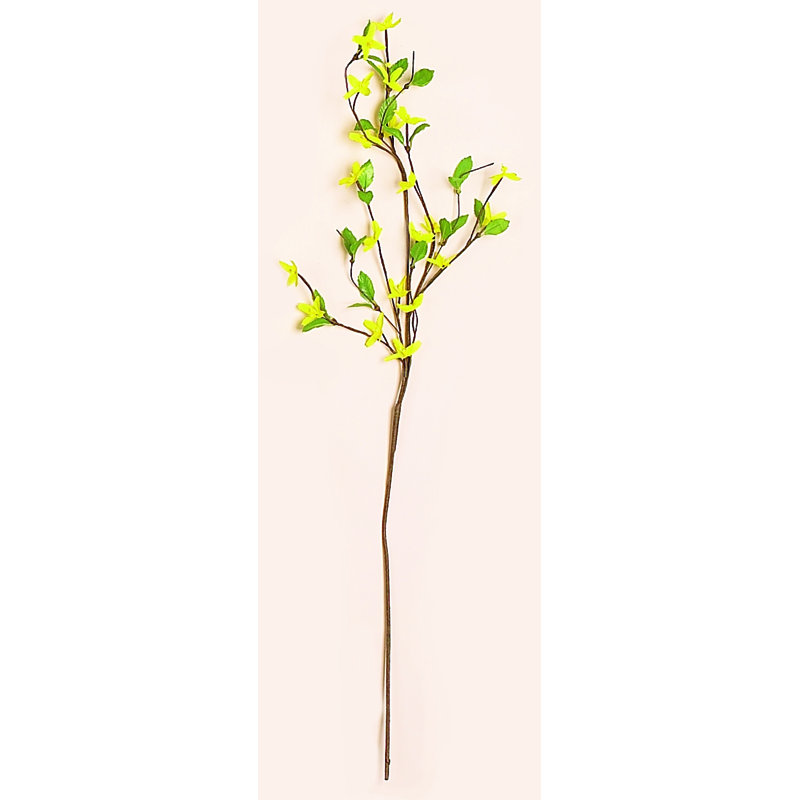 Forsythia 33 po