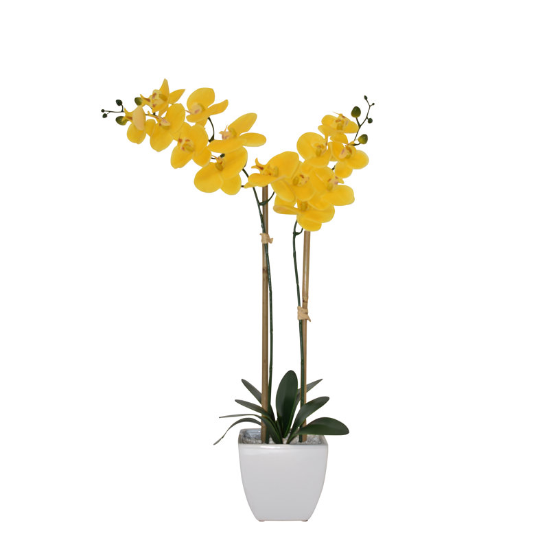 Orchidées florales en pot, Orchidée blanche, Blanc