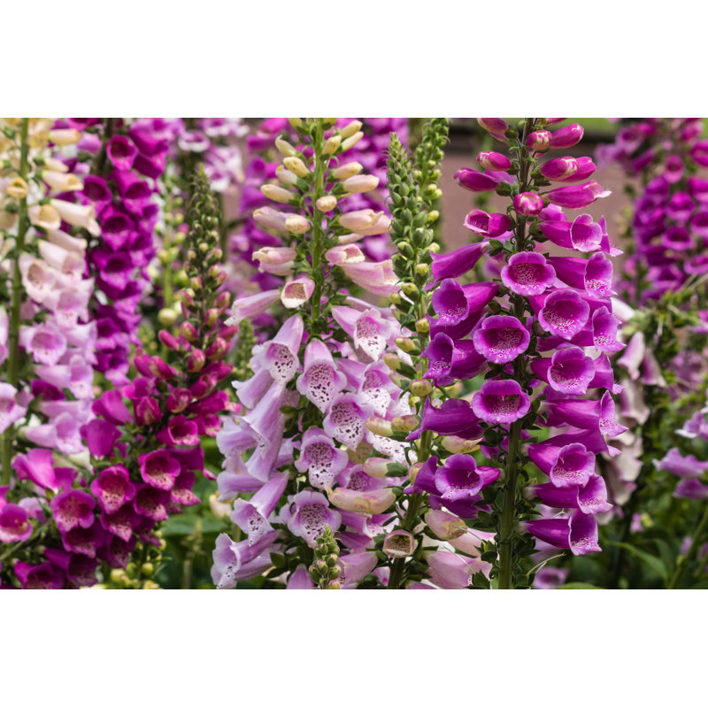 Colourful Digitalis Flowers by PatrikStedrak - Wrapped Canvas Print, 30cm H x 46cm W