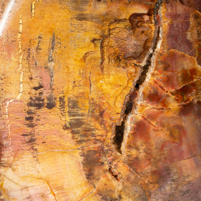 Polished Petrified Wood Freeform