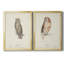 Scops - Eared Owl - Ensemble de 2 peintures sur toile encadrées-1040616812-1040616815