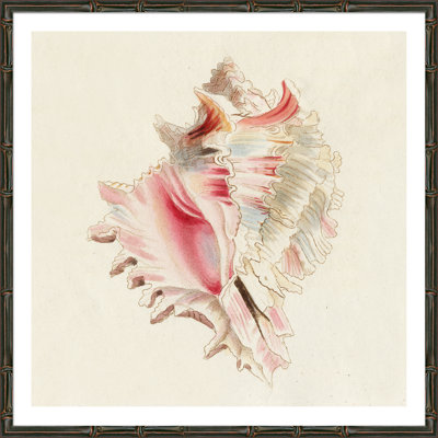 Conch Shell Giclee Print