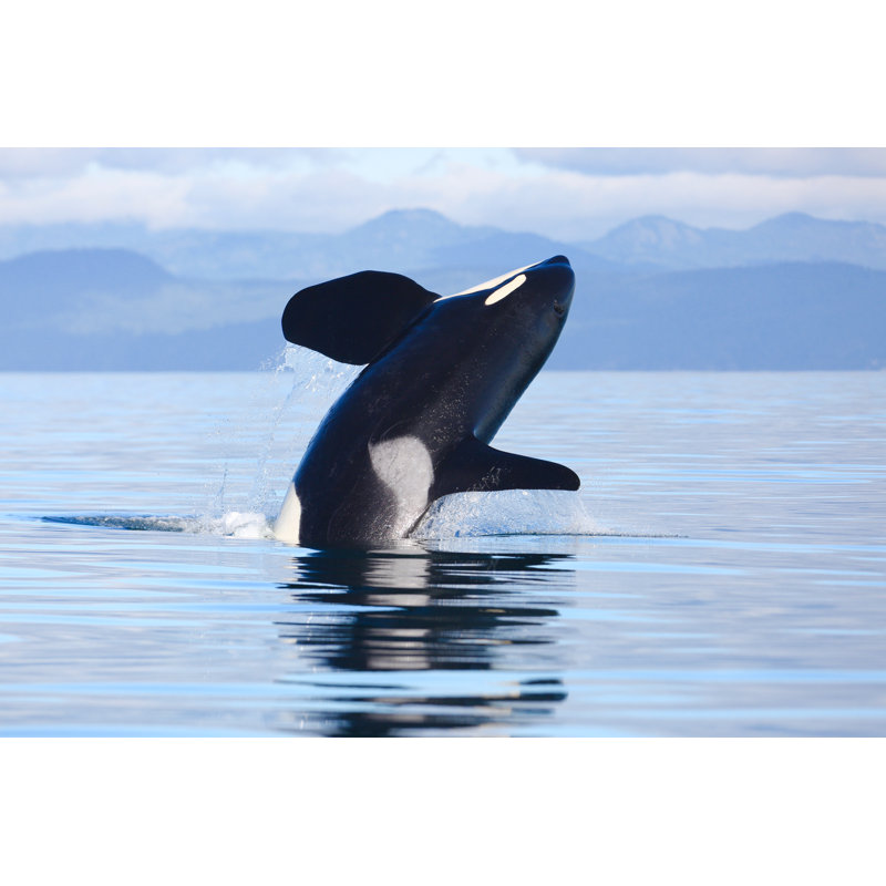 «Killer Whale Breach» par Markmalleson - photographie sur toile tendue, H 8 po x l 12 po