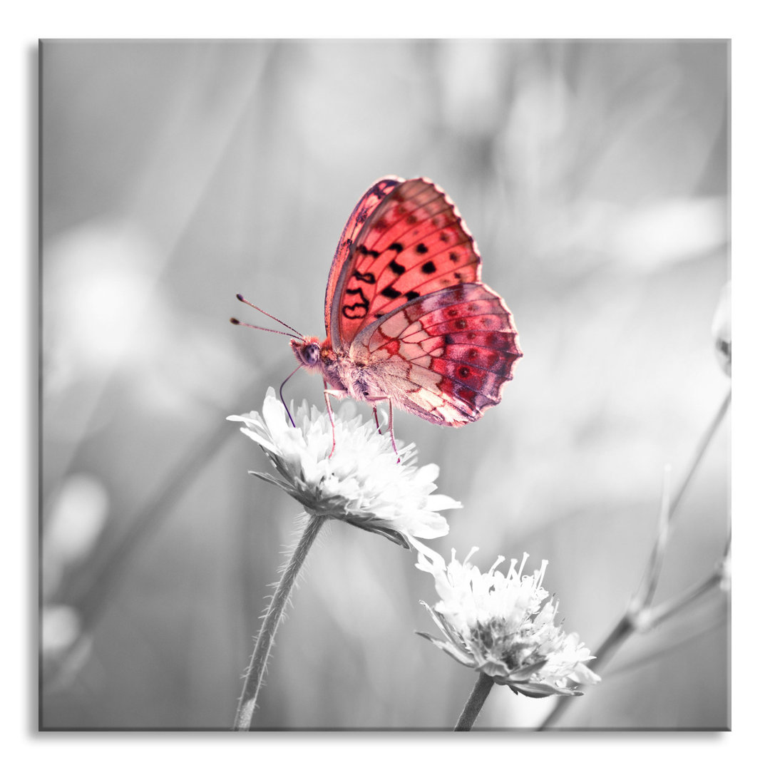 Glasbild Schmetterling auf Blütenblatt