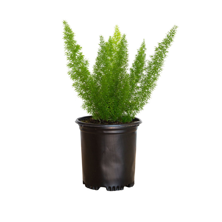 Buy Foxtail Fern, FREE SHIPPING, Wilson Bros Gardens, 3 Gallon Pot for  Sale online