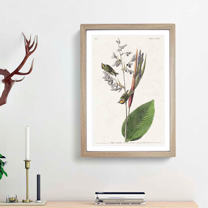 American Golden Crested Wren by John Audubon - Single Picture Frame Painting, 45cm H x 33cm W x 2cm D, Oak Framed