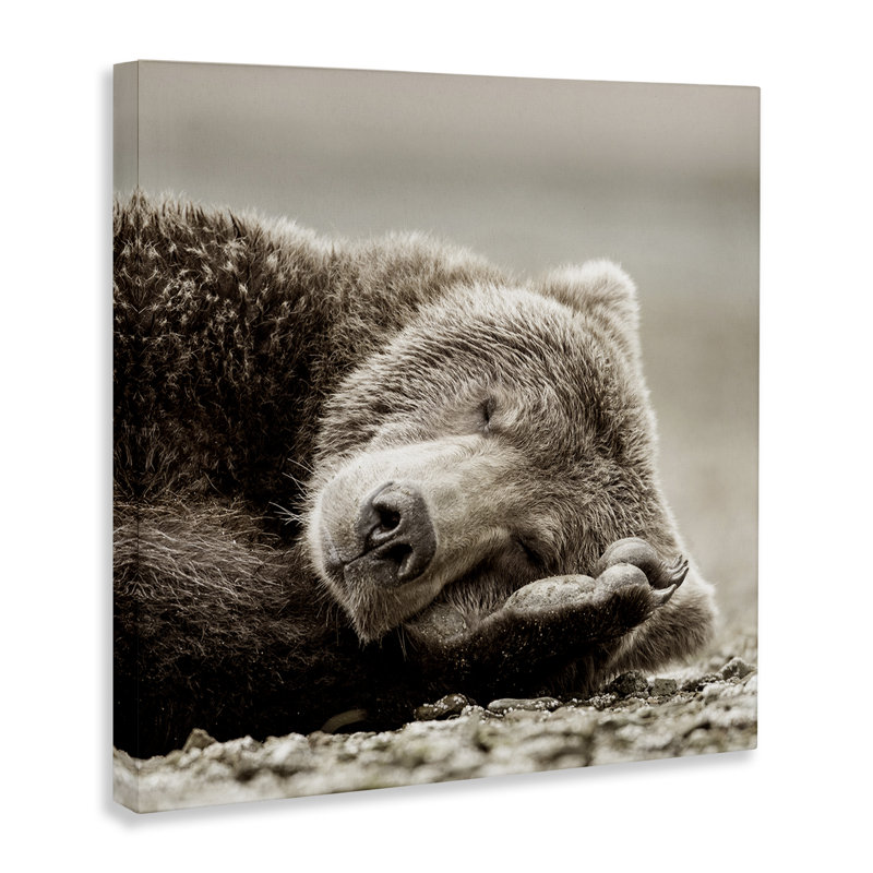 Art sur toile Cozy Sleeping Bear par Danita Delimont, H 24 po x l 24 po