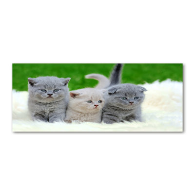 Three Cats On A Blanket - Print
