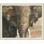 Painterly Elephant 2 Print
