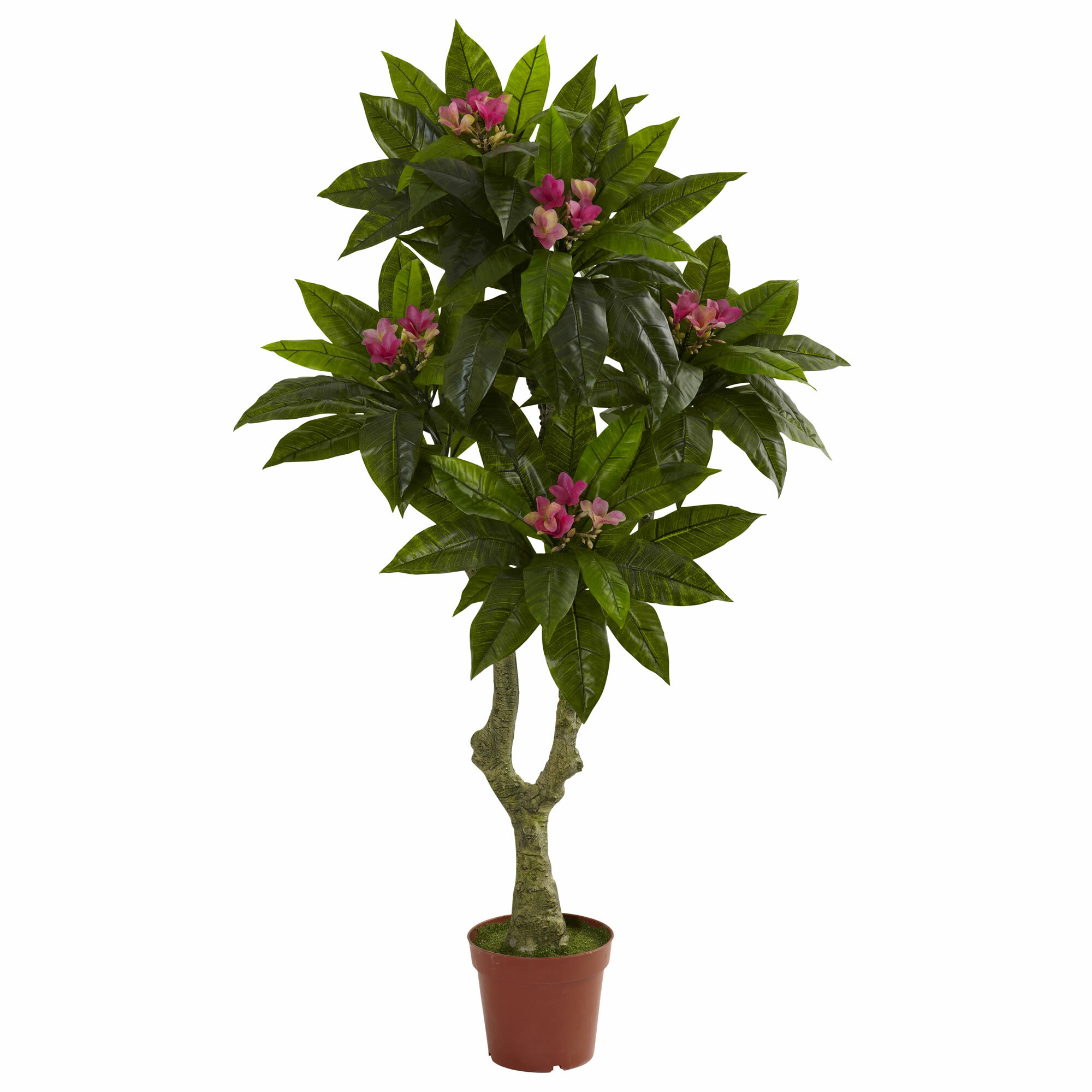 Primrue 5ft. Plumeria Tree UV Resistant (Indoor/Outdoor) & Reviews ...