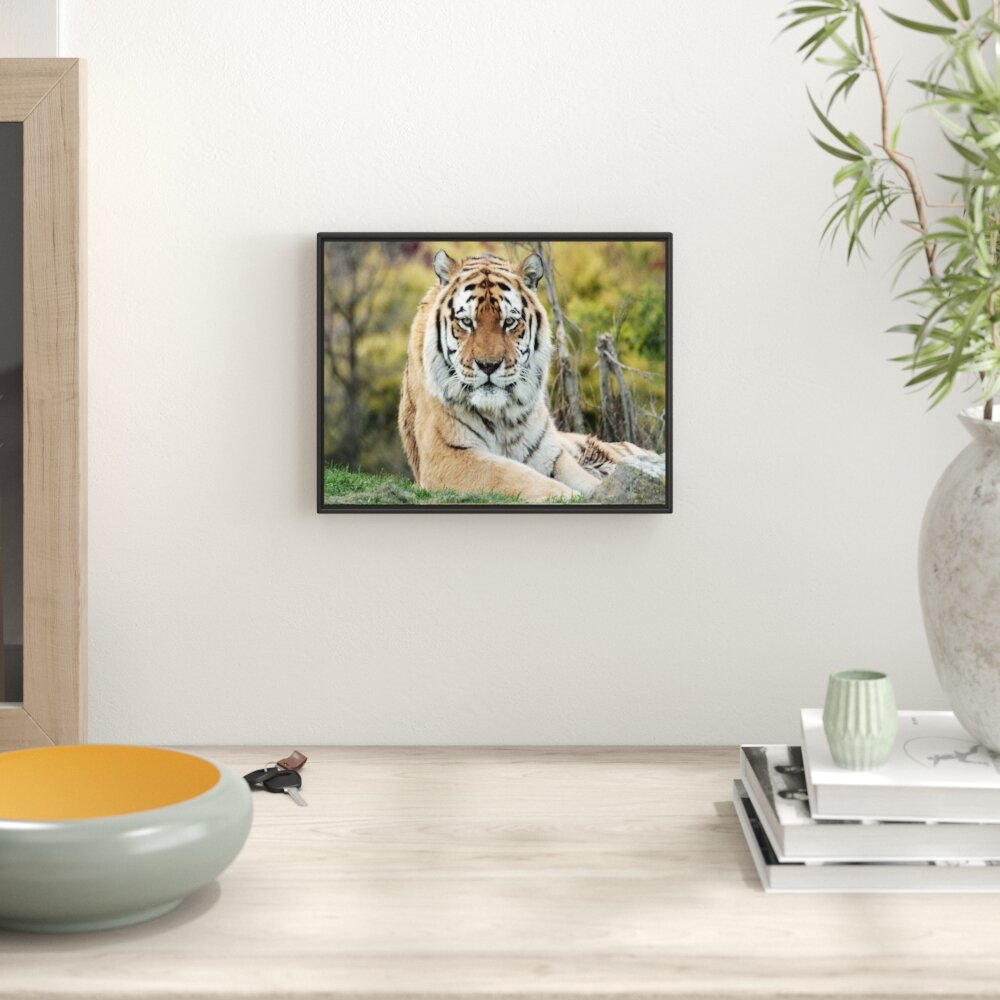 Gerahmter Fotodruck Beautiful Tiger in a Meadow