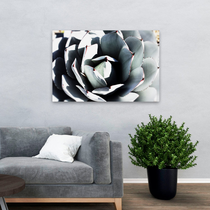 Paysage, nature, plantes, fleurs, plante grasse printanière, H 32 po x l 48 po