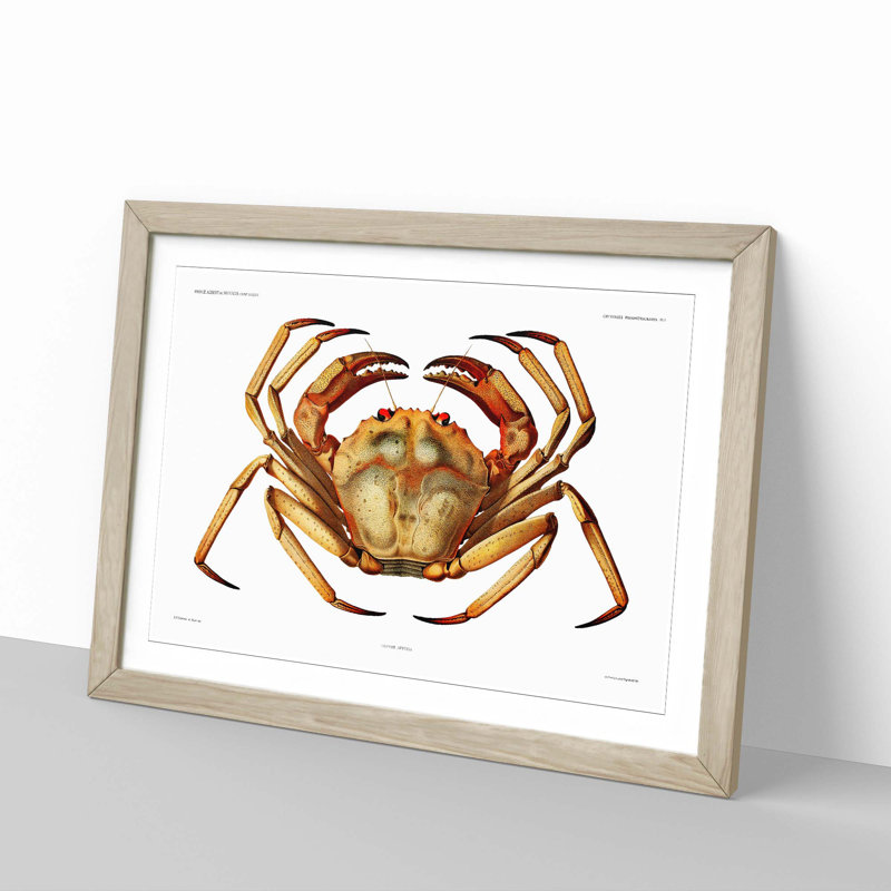Atlantic Crab by Albert I - Framed Print, 45cm H x 63cm W x 2cm D, Oak Framed