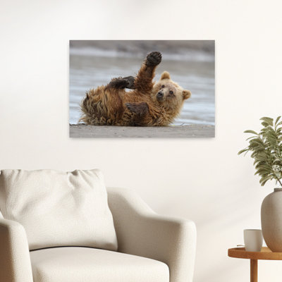 Playful Grizzly Cub Contemporary Wall Art Print by Alfred Forns - Wrapped Canvas Print
