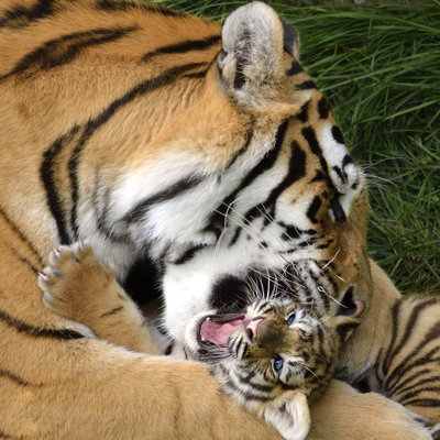 Tiger - Wrapped Canvas Print