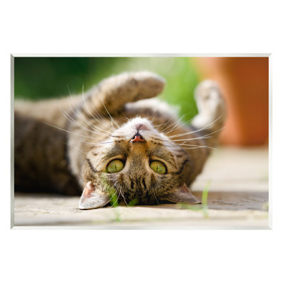 «Ba-374-Wood Upside Down Cat Portrait on MDF» par Jonathan Casey, reproduction