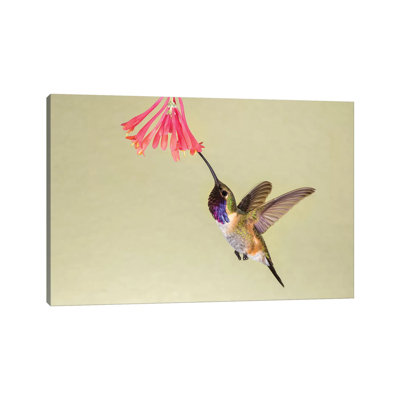 Lucifer Hummingbird, Calothorax Lucifer, feeding 1 Piece Wrapped Canvas Painting