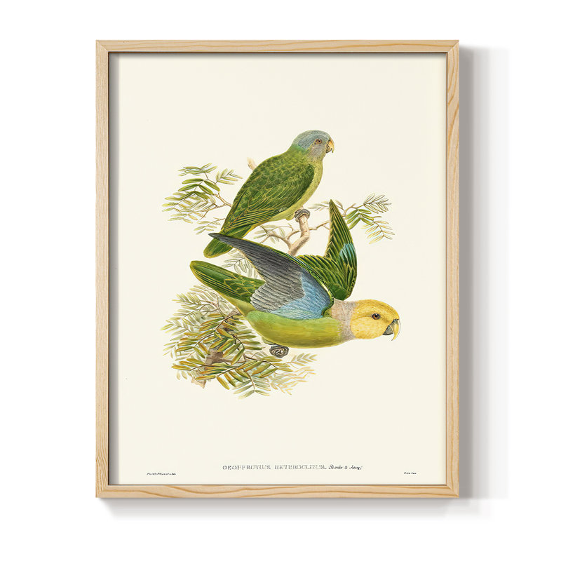 Lime&CeruleanParrotsI Framed Print - Solid Wood