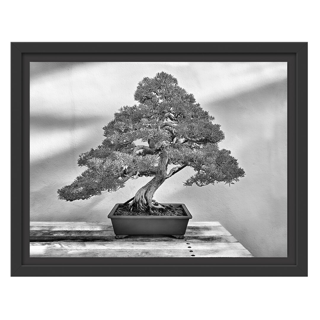 Gerahmtes Wandbild Bonsai Baum