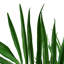 Annistyn 130cm Faux Palm Tree in Pot