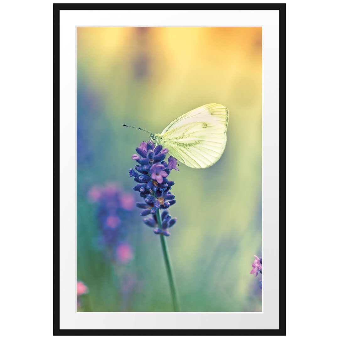 Gerahmtes Poster Schmetterling auf Lavendel