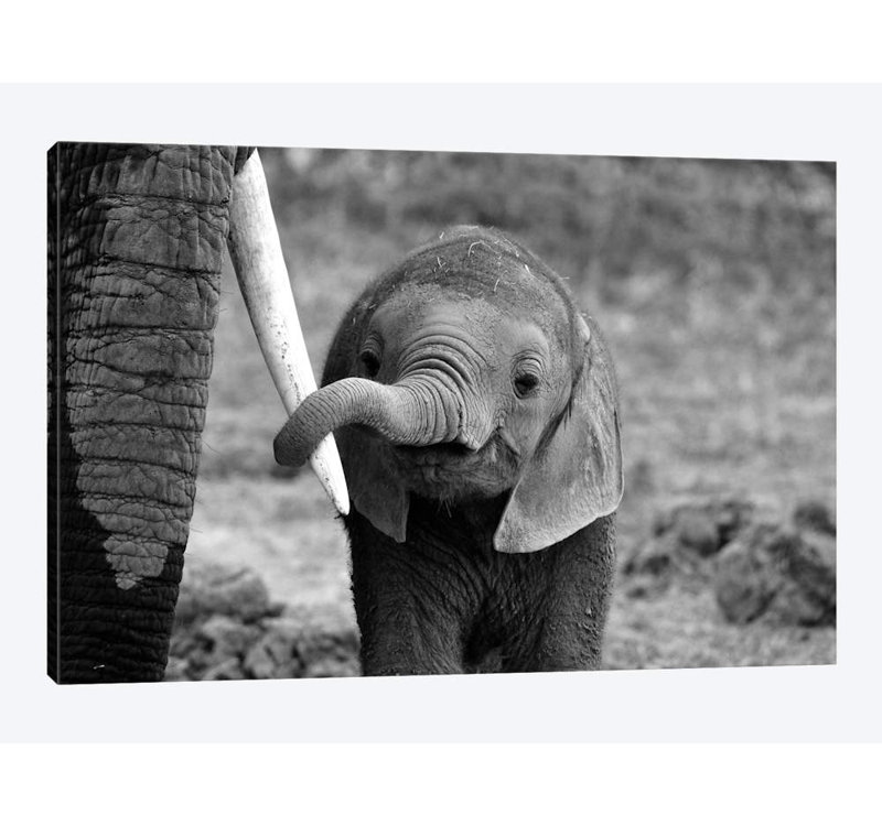 Bjoern Alicke - Wrapped Canvas Print, 101.6 cm H x 66.04 cm W x 3.175 cm D